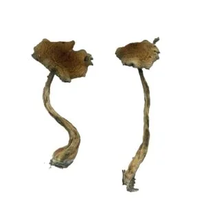 alacabenzi magic mushrooms 300x300.jpg.webp
