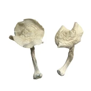 buy albino louisiana magic mushrooms 300x300.jpg.webp
