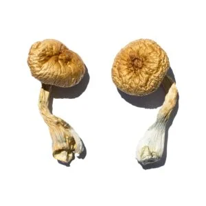 cambodian gold magic mushrooms 300x300.jpg.webp