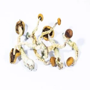 creeper magic mushrooms 300x300.jpg 1.webp