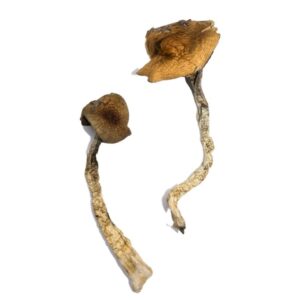 daddy long legs shrooms 683x1024 1.jpg
