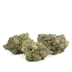 gator breath strain 300x300 1.webp
