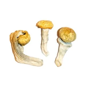 penis envy magic mushrooms 300x300.jpg.webp