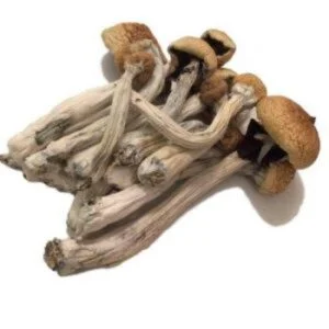 psilocybe mexicana for sale 300x300.jpg.webp