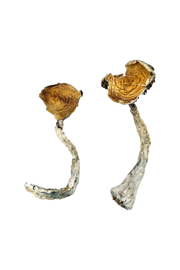 tidal wave magic mushrooms 683x1024 1.jpg tidal wave magic mushrooms 683x1024 1.jpg