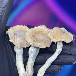 buy dried shrooms online.jpeg