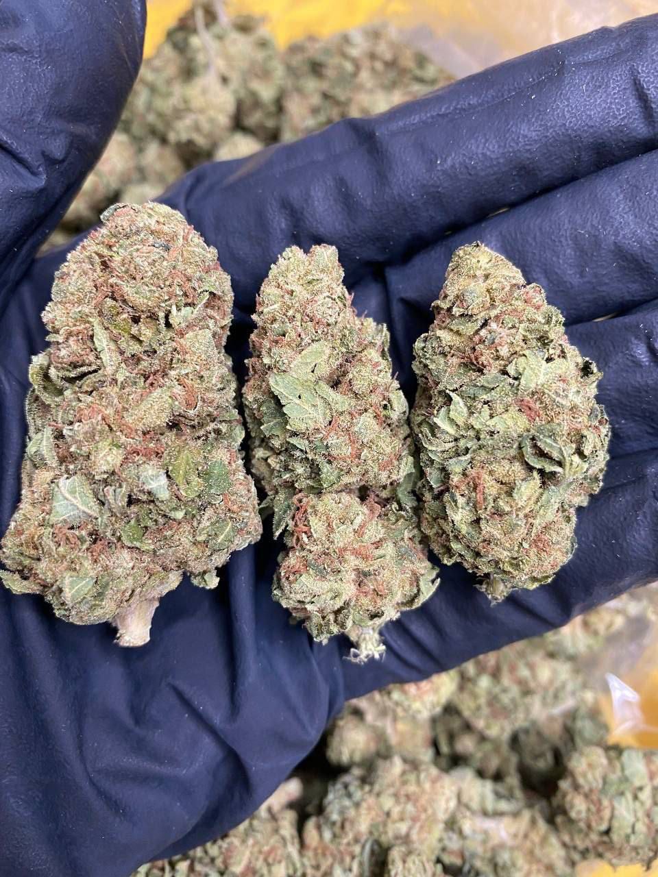 buy weed online hamburg.jpeg buy weed online hamburg.jpeg