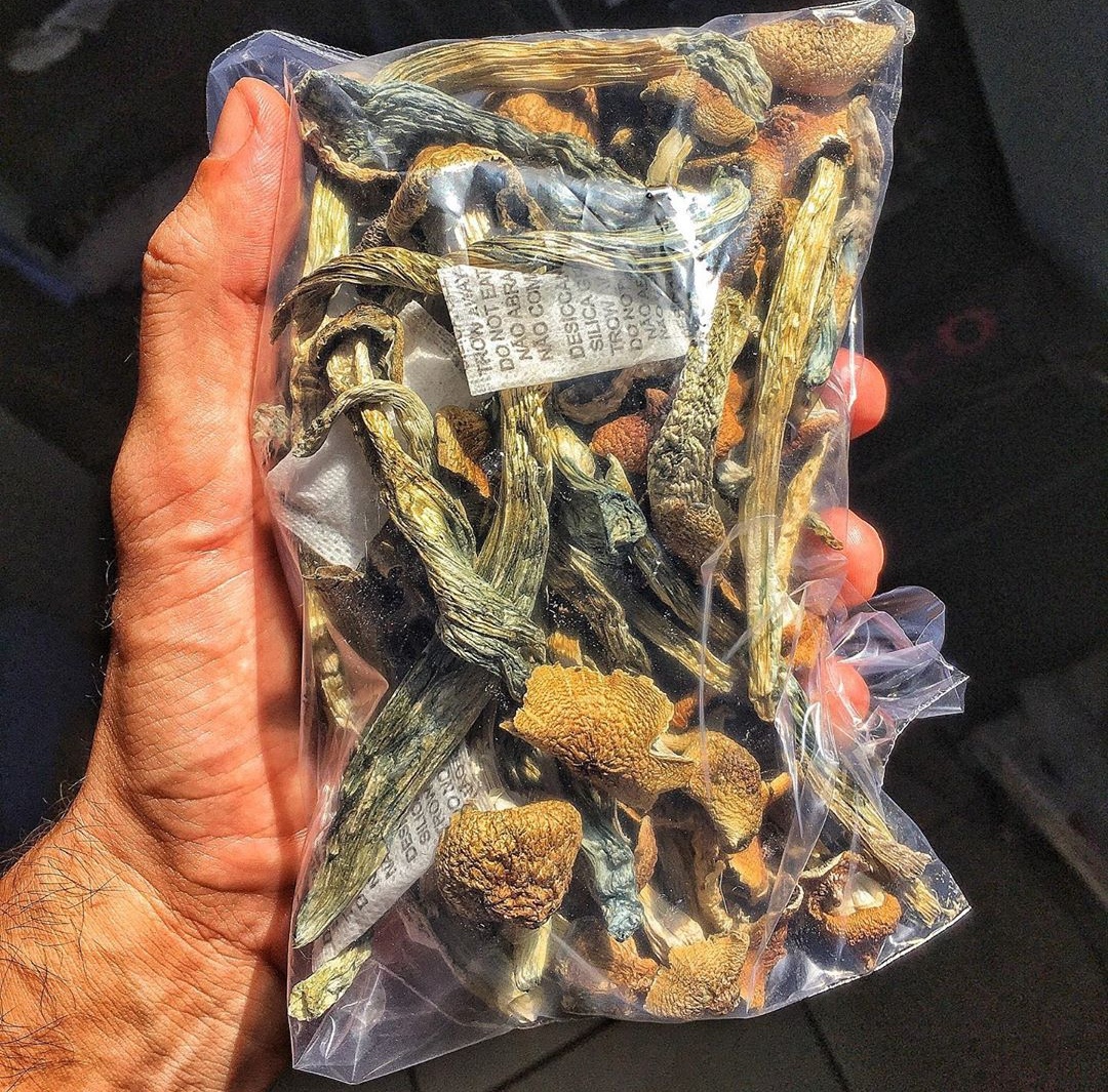 magic mushrooms.jpg magic mushrooms.jpg